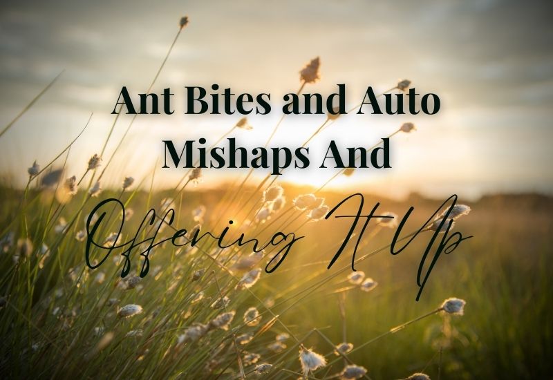 Ant Bites and Auto Mishaps And Offering It Up
