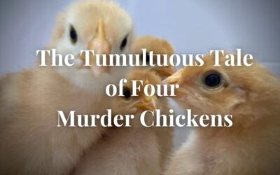 The Tumultuous Tale of Four Murder Chickens